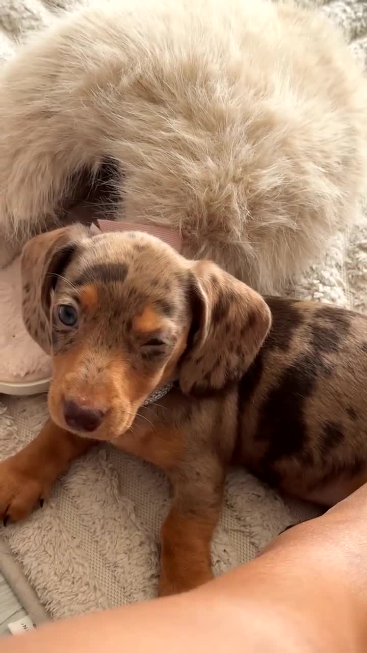 Miniature Dachshund dogs for sale: Meet Tilly  - Video 1