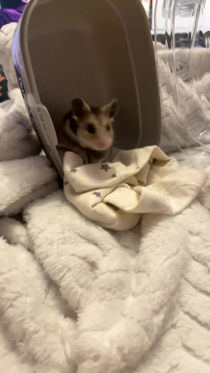 Hamster rodents for sale: Klaus is looking for his forever home! - Video 2