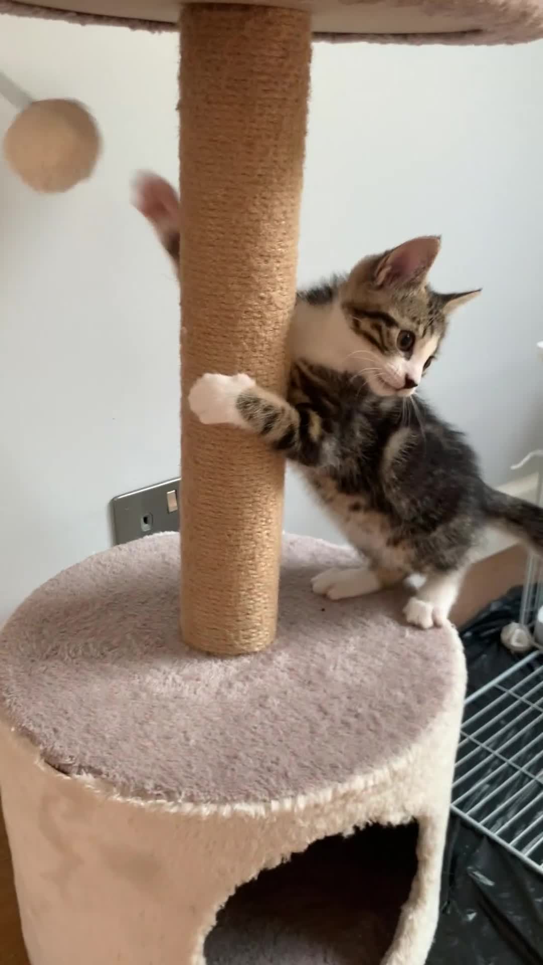 Mixed Breed cats for sale: Fluffy,bengal mixed,energetic kittens - Video 2