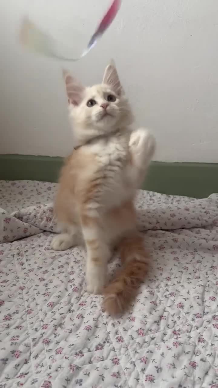 Maine Coon cats for sale: Polydactyl Full Maine Coon Kittens - Video 3