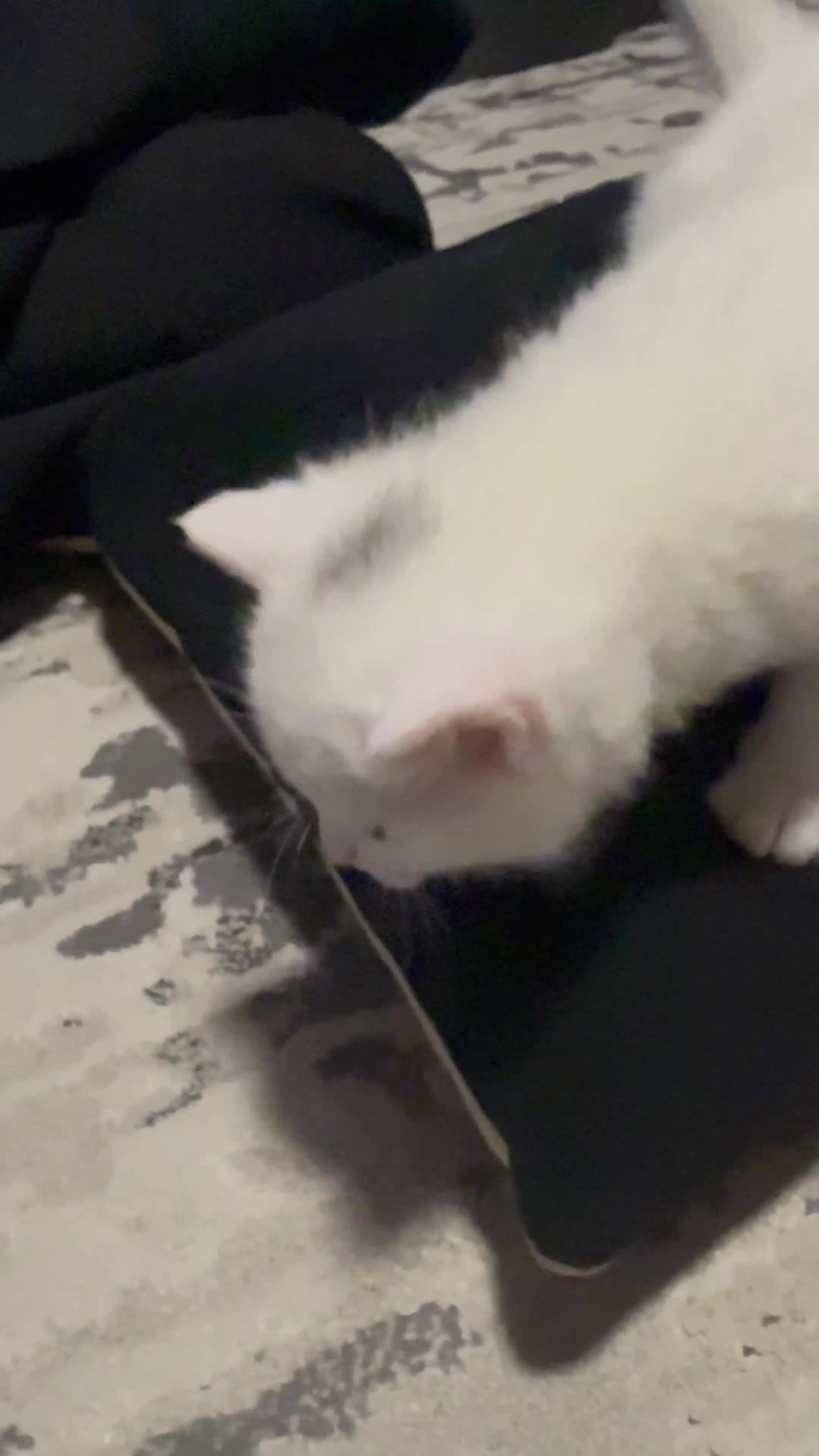 Mixed Breed cats for sale: 6 kittens  - Video 3