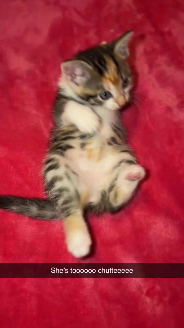 Ragdoll cats for sale: Beautiful unique female Ragdoll cross  - Video 4