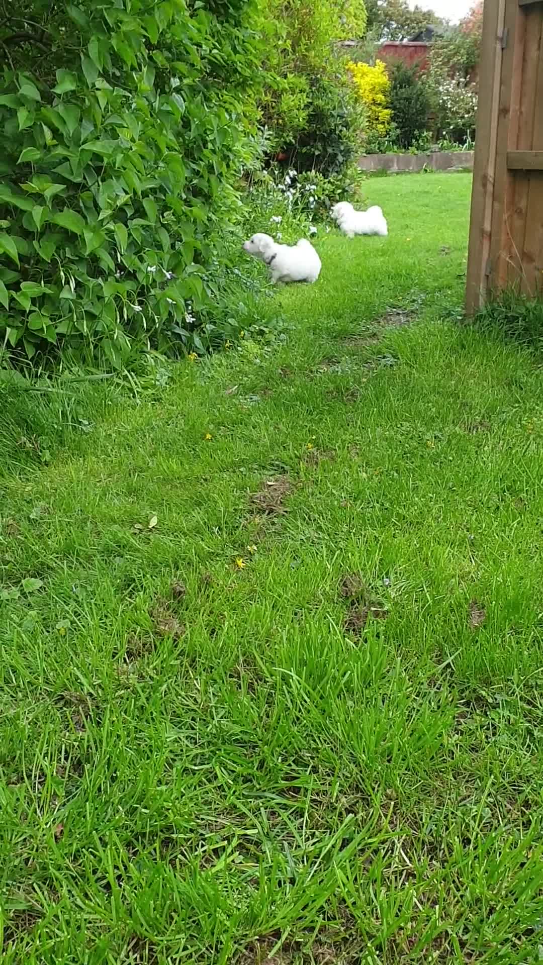 Coton De Tulear dogs for sale: K.C. Reg. Coton de Tulear, health tested parents - Video 3