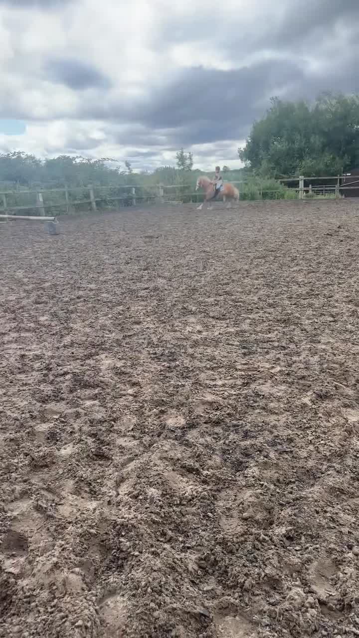 Palomino horses for sale: Finn 15,1 Welsh section D  - Video 4