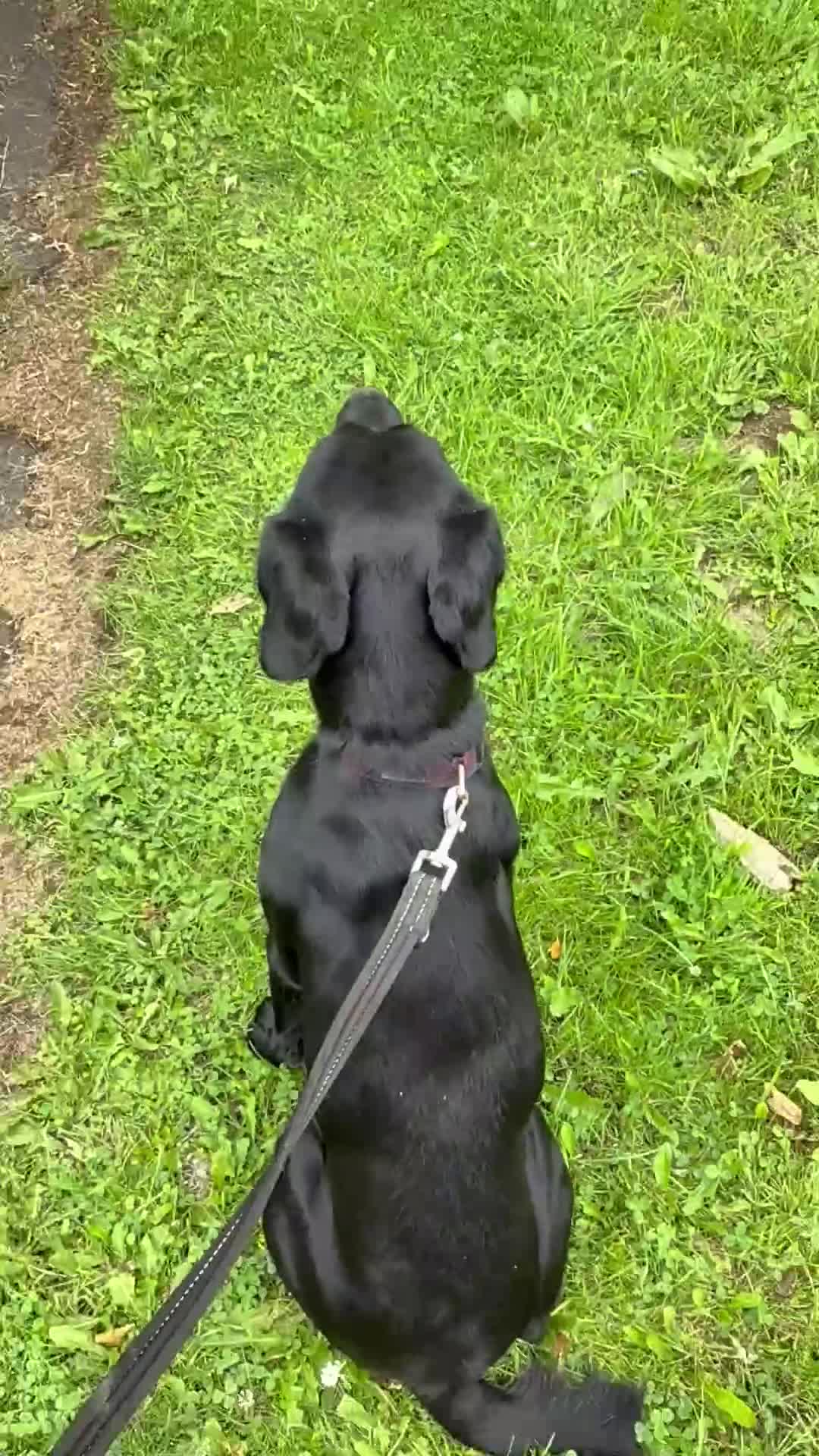 Mixed Breed dogs for sale: 1 year old GSP X Lab  - Video 1