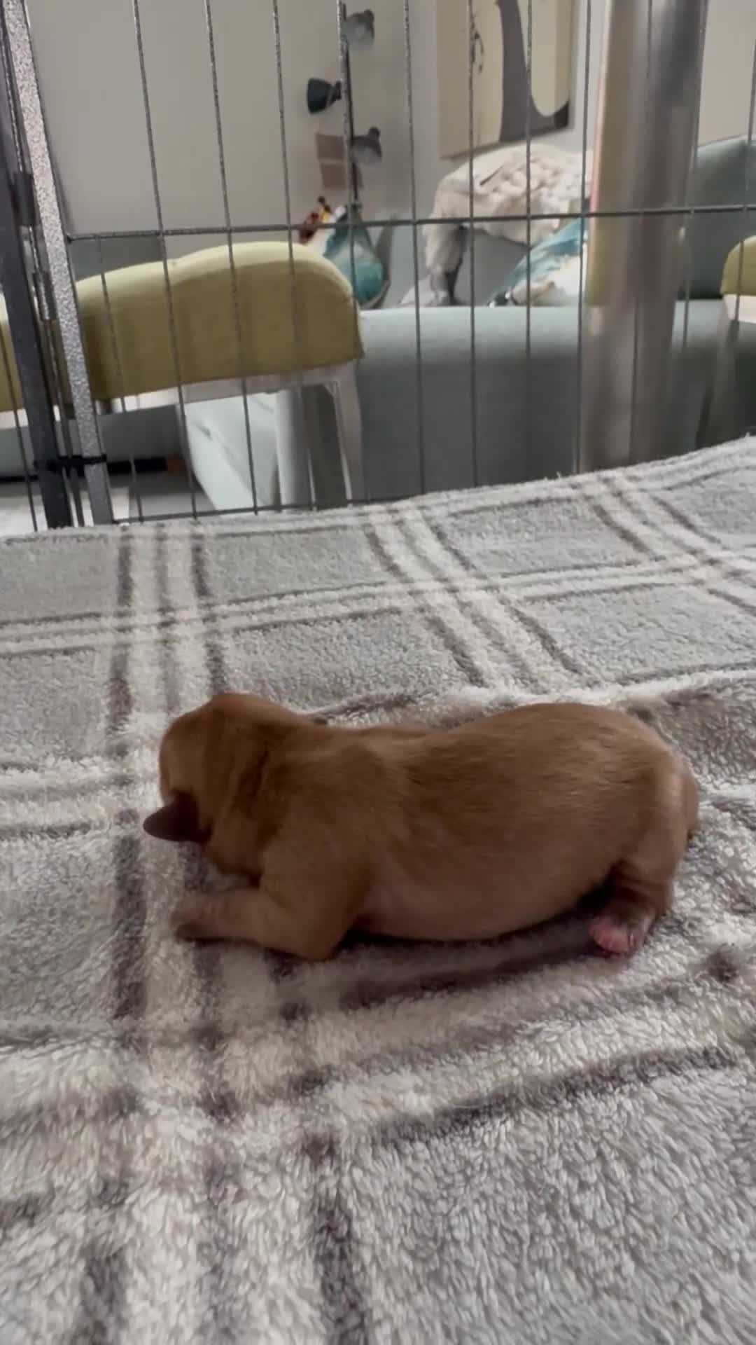 Shih Tzu dogs for sale: My beautiful pet Mango has had 5 gorheous puppies  - Video 3