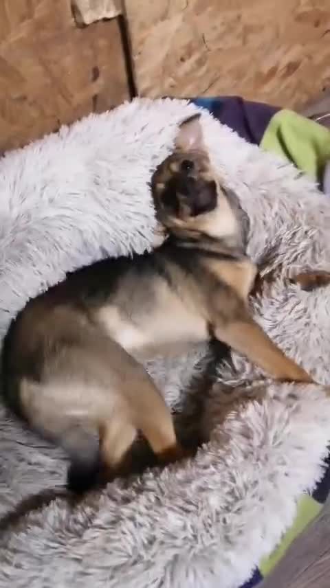 Mixed Breed dogs for adoption: ❤️NIKA & LIKA❤️ - 7 months wonderful small girls - Video 4