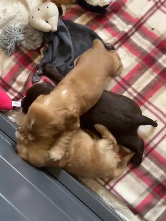 Cocker Spaniel dogs for sale: Kc registered cocker spaniel puppies  - Video 2