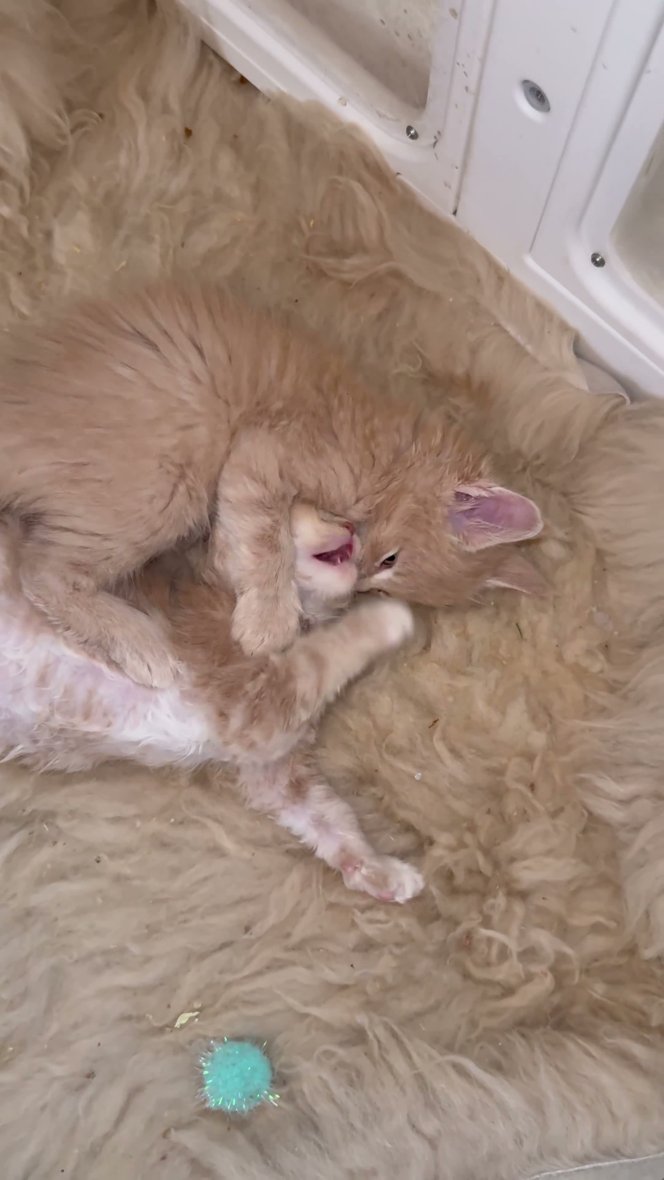 Maine Coon cats for sale: 🐾 FULLY REGISTERED PEDIGREE MAINE COON KITTENS 🐾 - Video 1