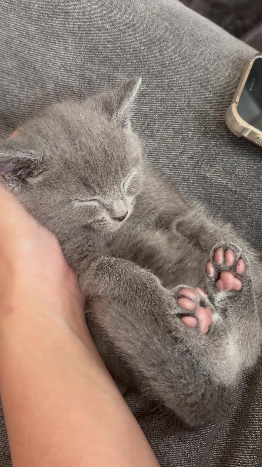 Mixed Breed cats for sale: 4 perfect little kittens - Video 1