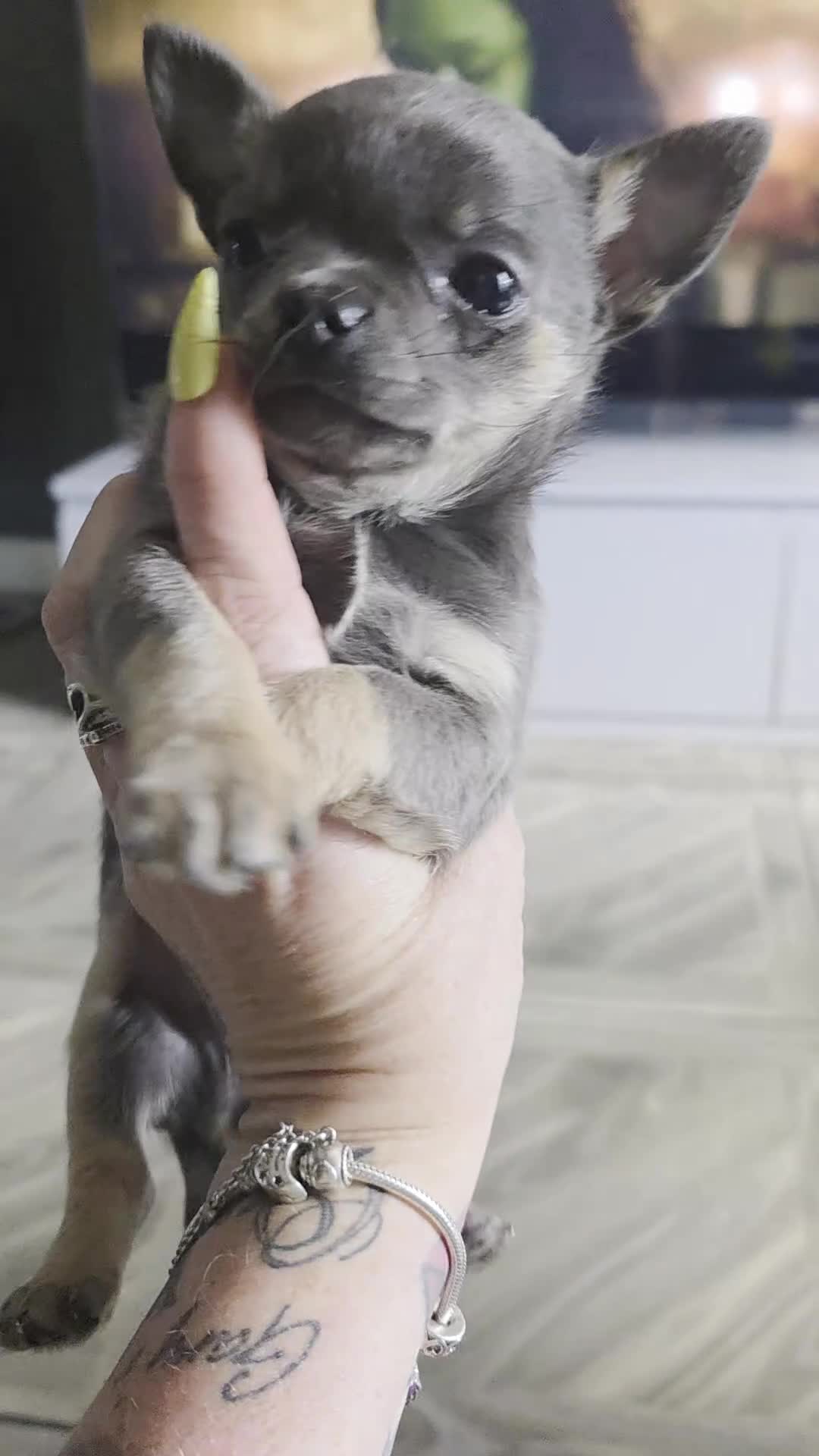 Chihuahua dogs for sale: Chihuahua blue boy - Video 2