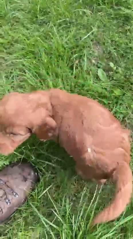 Cockapoo dogs for sale: Red/Apricot F1 Cockapoo Dog Pup  in Warwick - Video 1