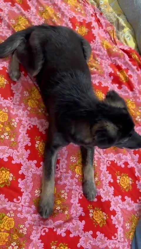 Mixed Breed dogs for adoption: 🐾🌸 LIA – The Railway Miracle Baby 🌸🐾 - Video 2