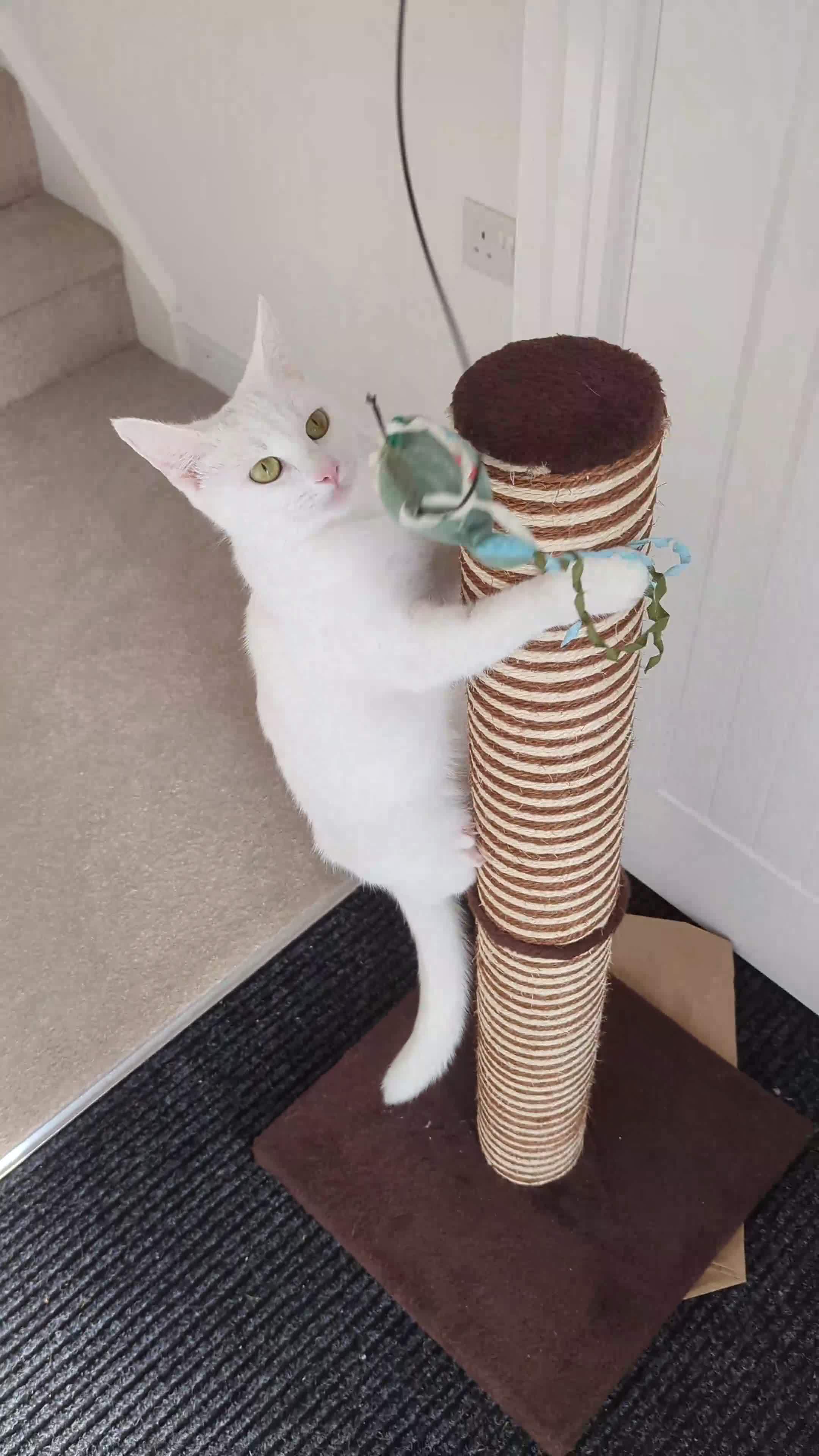 Domestic Shorthair cats for sale: Rio!🏖️⛱️ in Exeter - Video 1