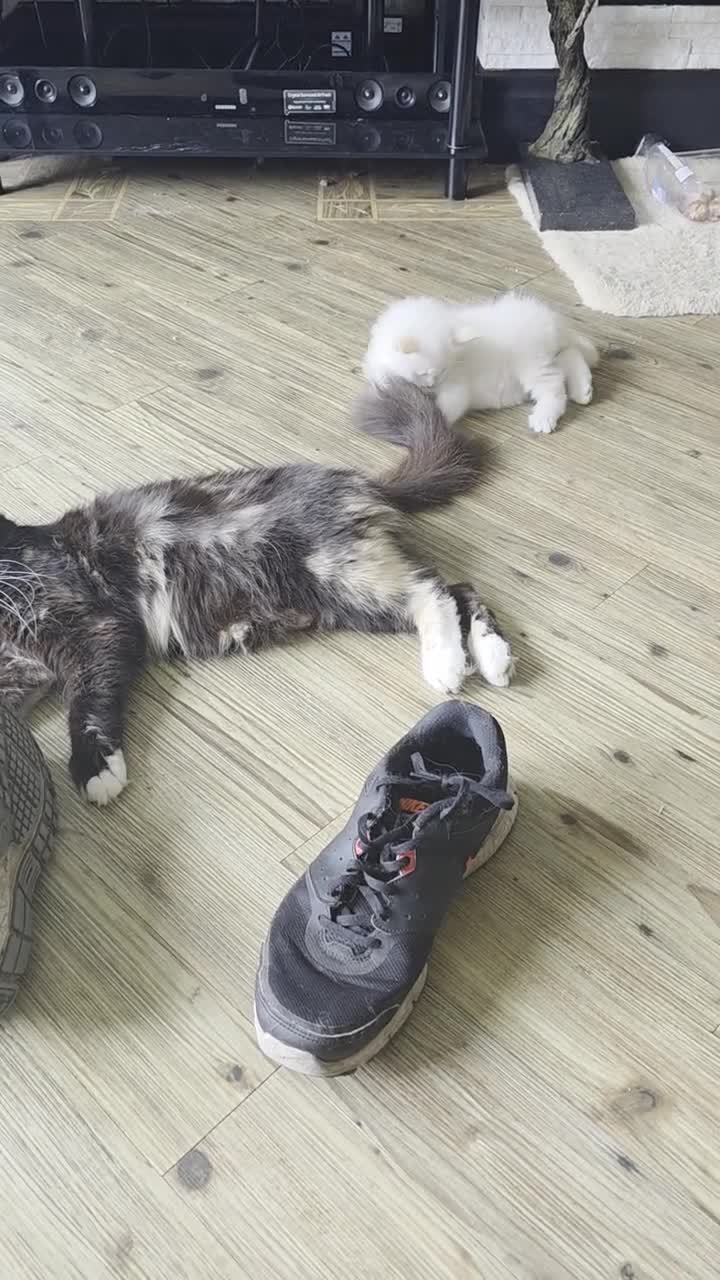Mixed Breed cats for sale: For sale  - Video 1