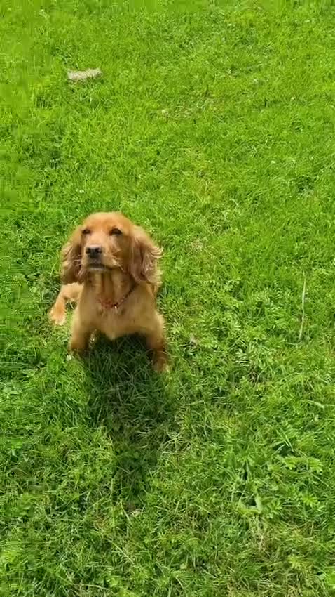 Cocker Spaniel dogs for sale: Beautiful Cocker spaniel  - Video 1