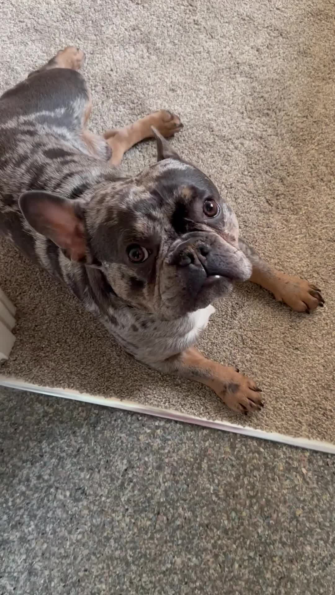 French Bulldog dogs for sale: 3 year old Lilac Merle French Bulldog in Arlesey - Video 4