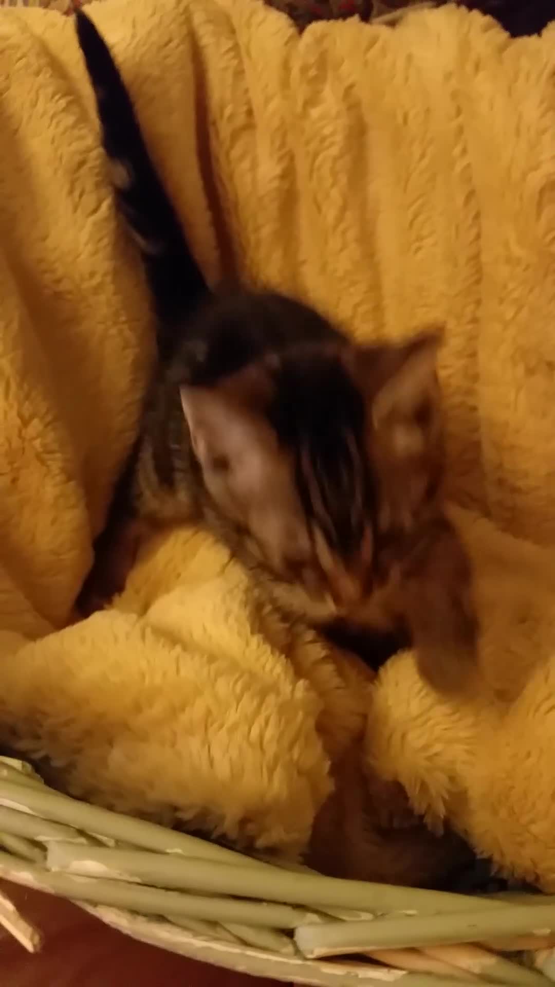 Mixed Breed cats for sale: Long Haired Maine Coon Type Kittens Mixed Breed :) - Video 3