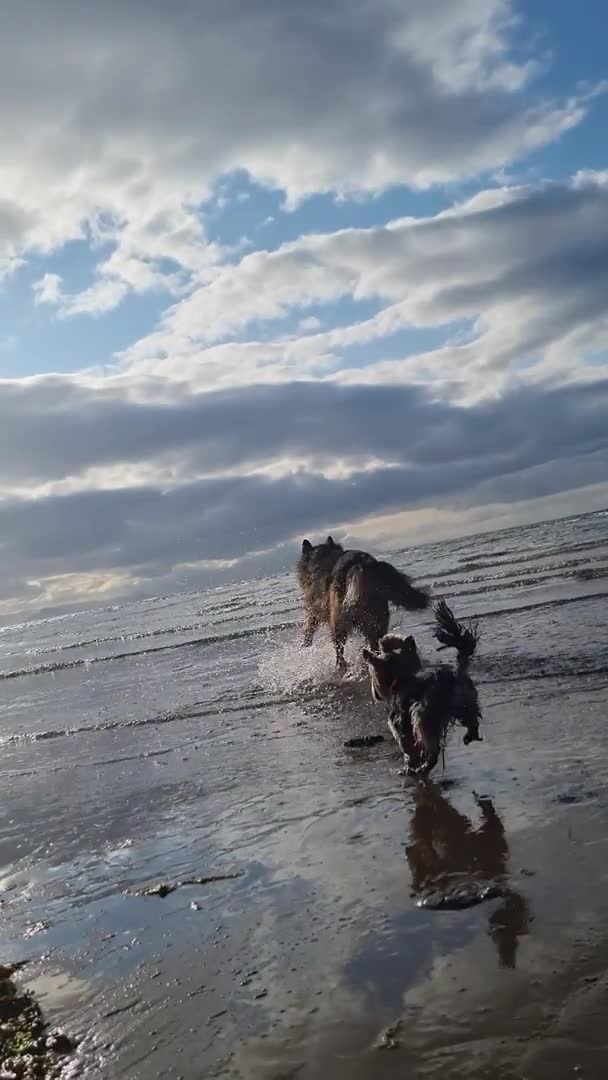 German Shepherd dogs for stud: STUD Mustang german shepherd KC  in Stoke-on-Trent - Video 3