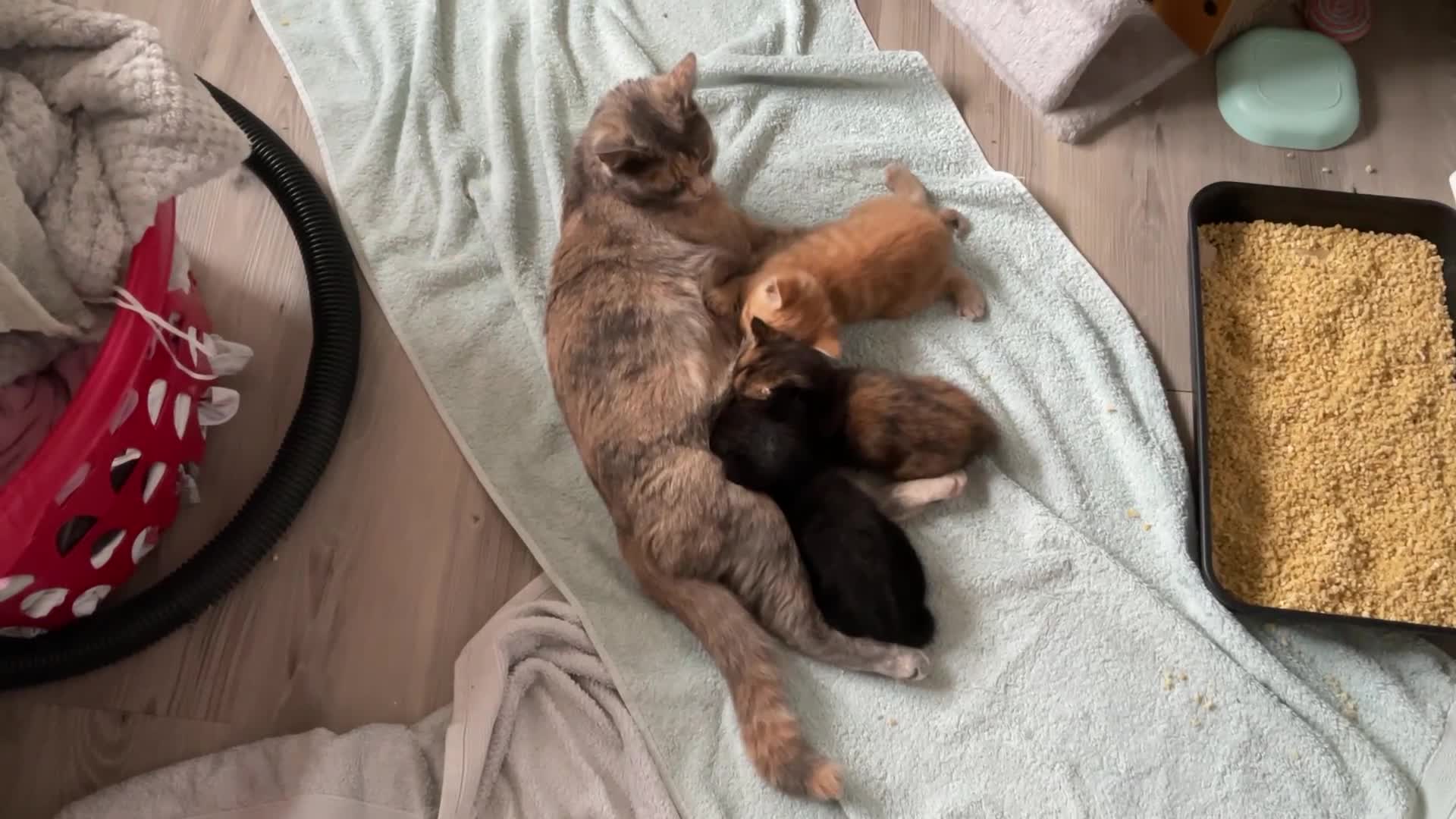 Mixed Breed cats for sale: 3 adorable domestic kittens - Video 2