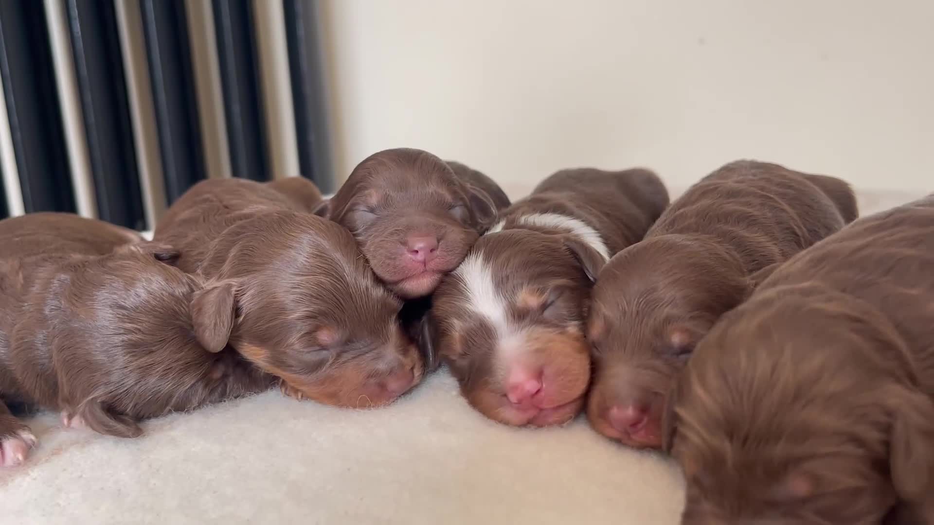 Bordoodle dogs for sale: OUTSTANDING *TRI COLOUR* MINIATURE BORDOODLES - Video 2