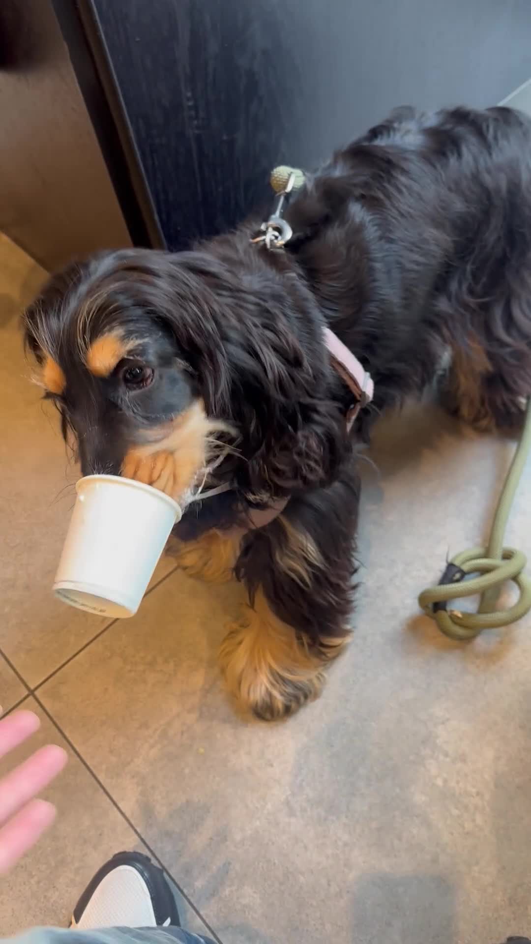 Cocker Spaniel dogs for sale: Adorable and Playful English Cocker Spaniel Puppy - Video 1