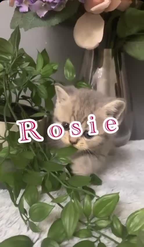 British Shorthair cats for sale: British short hair kittens  - Video 2
