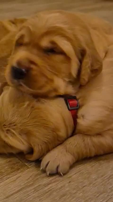 Golden Retriever dogs for sale: Stunning KC registered dark puppies - last 1 boy  - Video 2