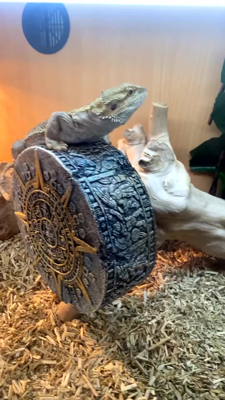 Bearded Dragon reptiles for sale: Hand tamed bearded dragon  - Video 1