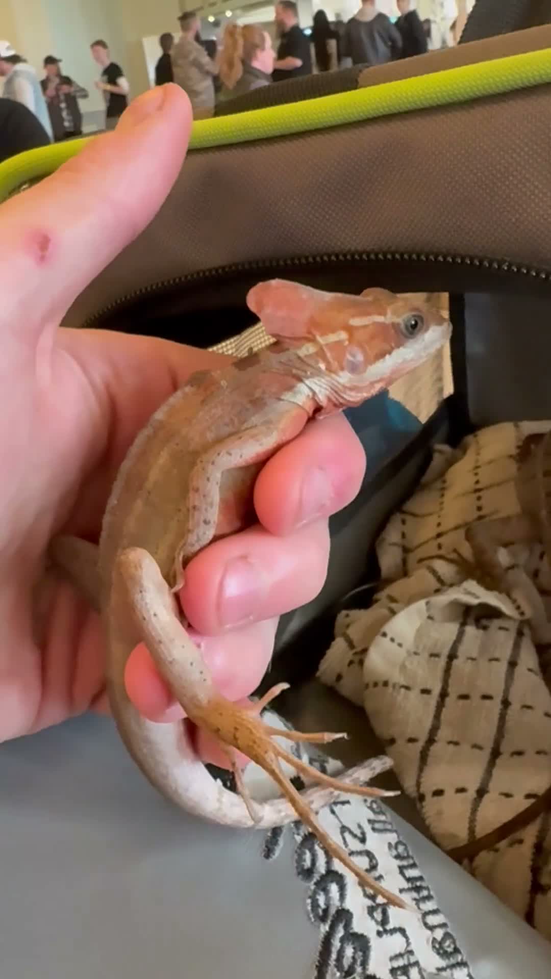 Lizard reptiles for sale: Male brown basilisk  - Video 1
