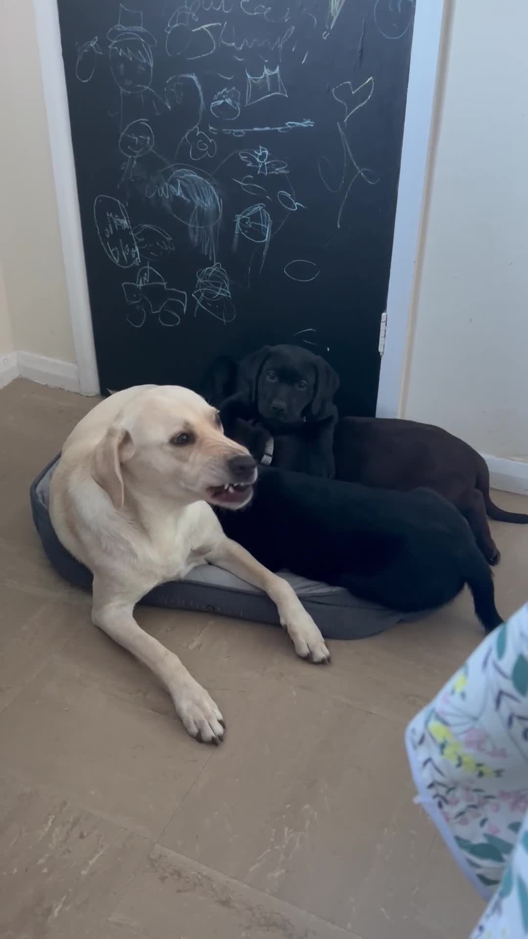 Labrador Retriever dogs for sale: Premium Labrador Puppies  - Video 1