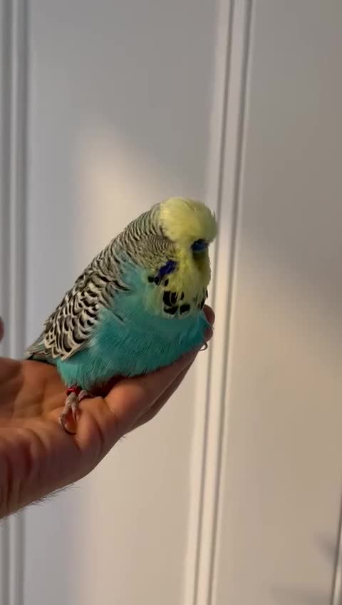Budgerigars birds for sale: Exhibition yellow face male and breeder female - Video 1