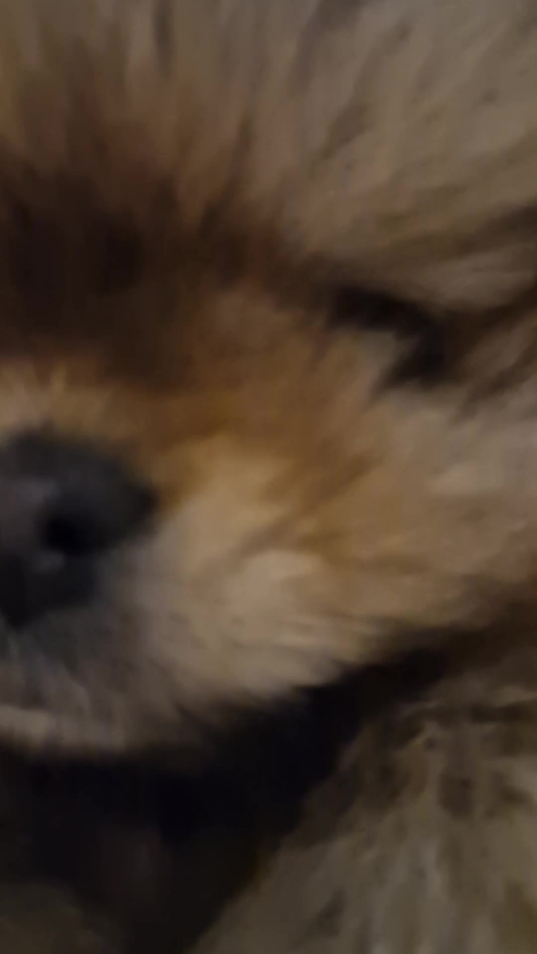 Pomeranian dogs for sale: **SOLD** KC Reg Pom– Orange Sable Boy - Video 4