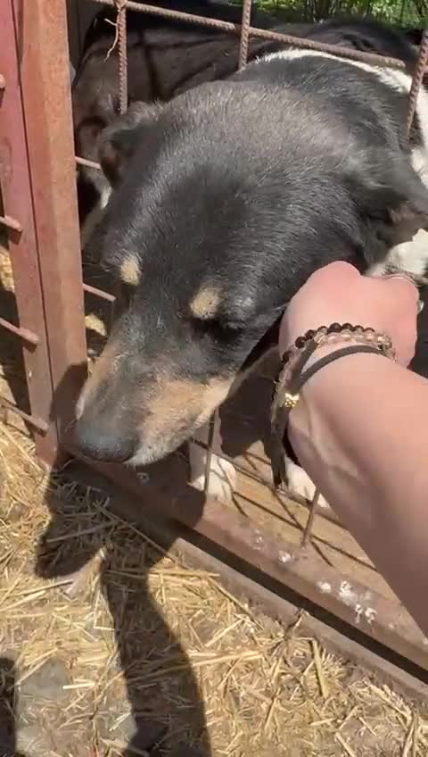 Mixed Breed dogs for adoption: ELSA -  a Special Girl who hates the Prison - Video 1