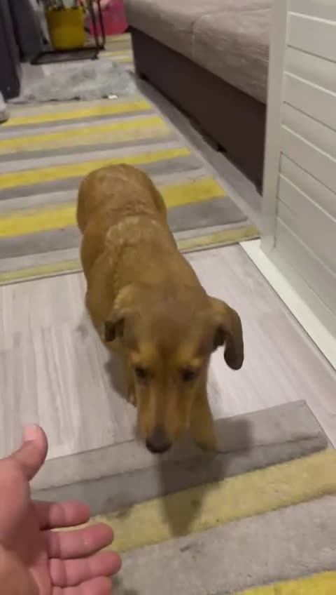 Dachshund dogs for adoption: Sweet Jessica Looking for a family  - Video 1