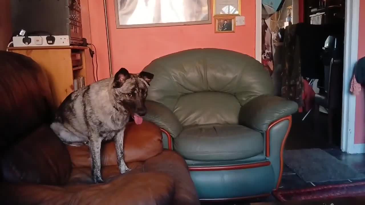Mixed Breed dogs for adoption: DAFFI/v sweet girl/ adores dogs/big personality in Nottingham - Video 2
