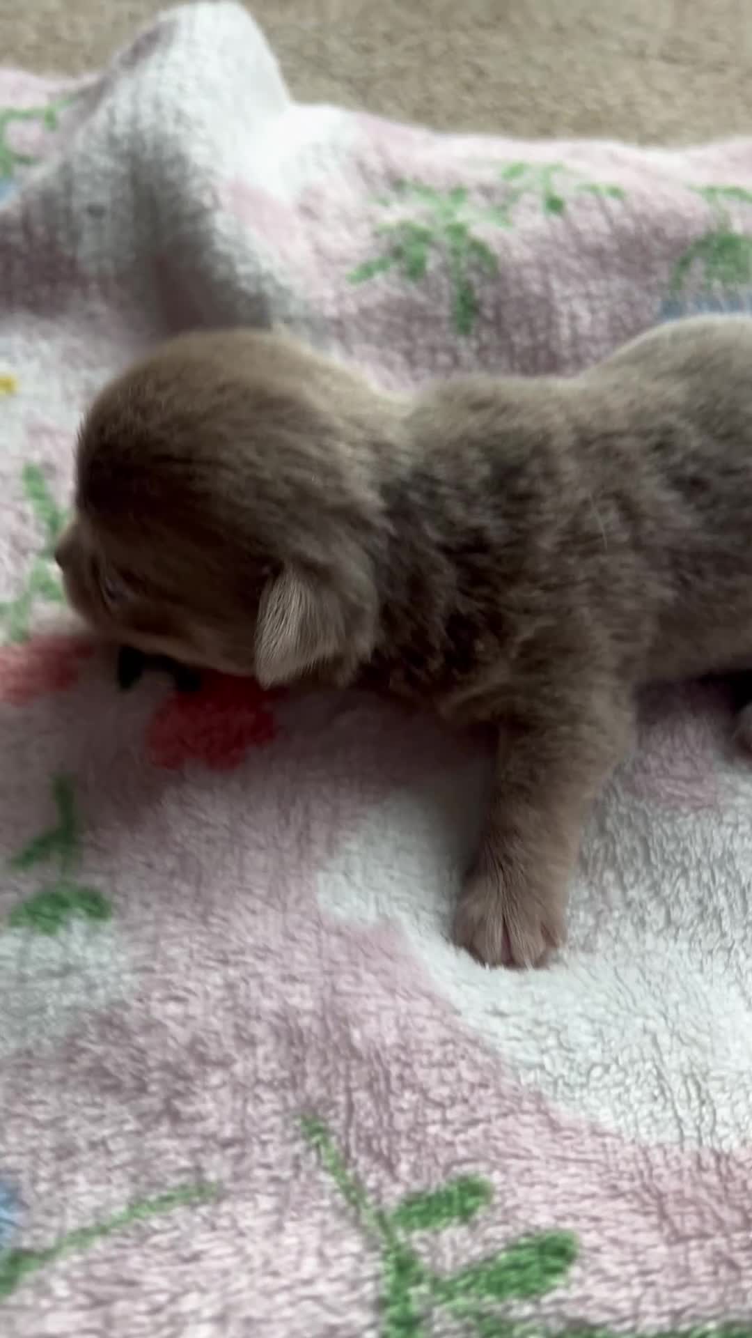 Chihuahua dogs for sale: Chihuahua babies ready week 20th march  - Video 1