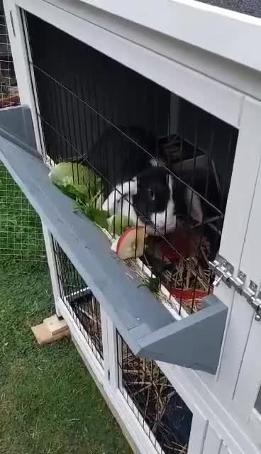 Mini Lop rabbits for sale: Free rabbit - Video 1