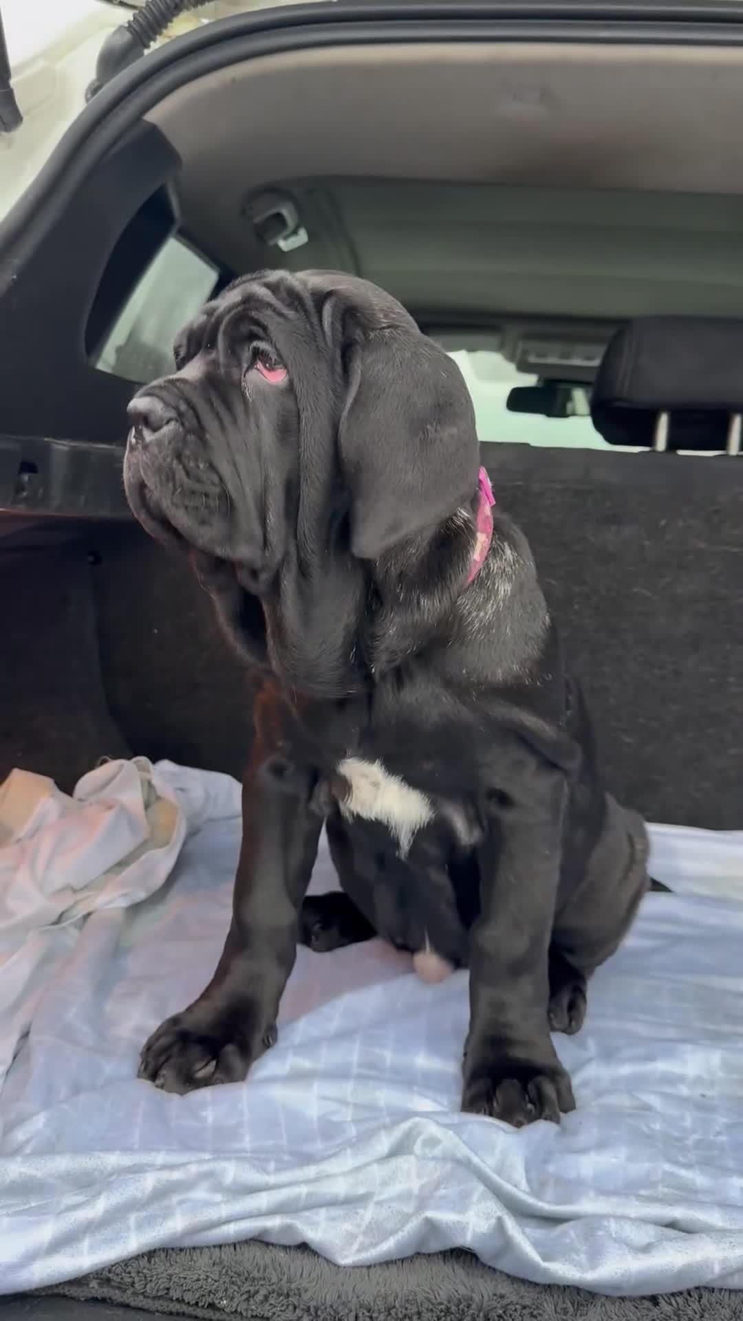 Mastiff dogs for sale: 2 Neapolitan mastiff puppies black girls  - Video 2