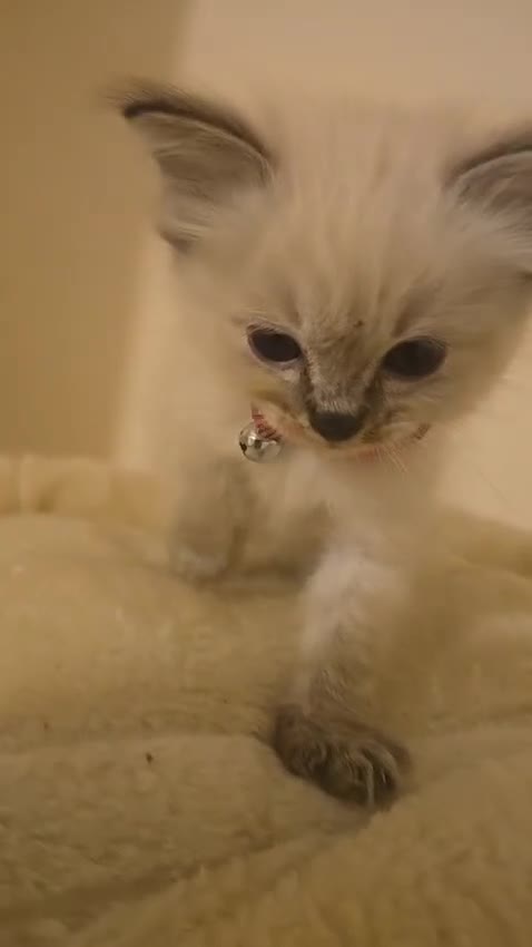 Ragdoll cats for sale: amazing Ragdoll kitten for sale - Video 1