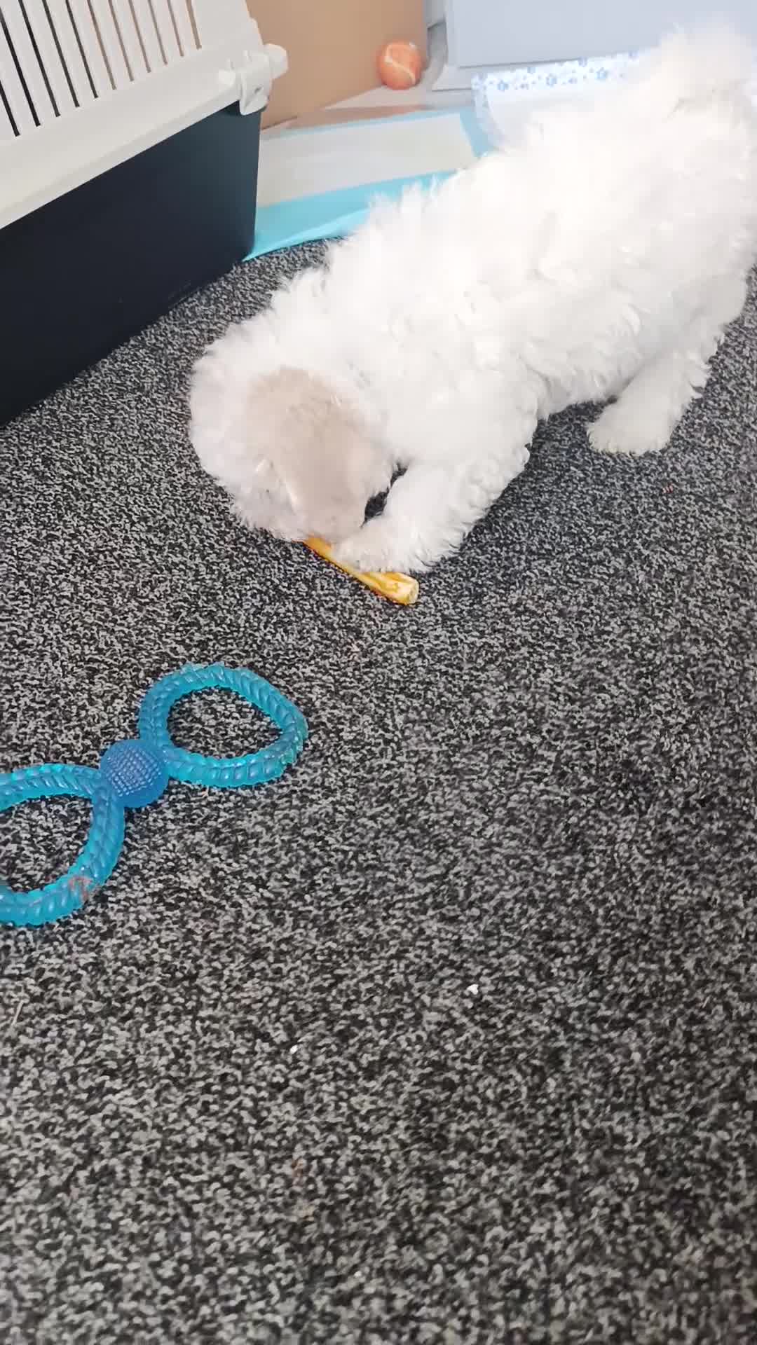 Bichon Frise dogs for sale: Bishon frise - Video 5