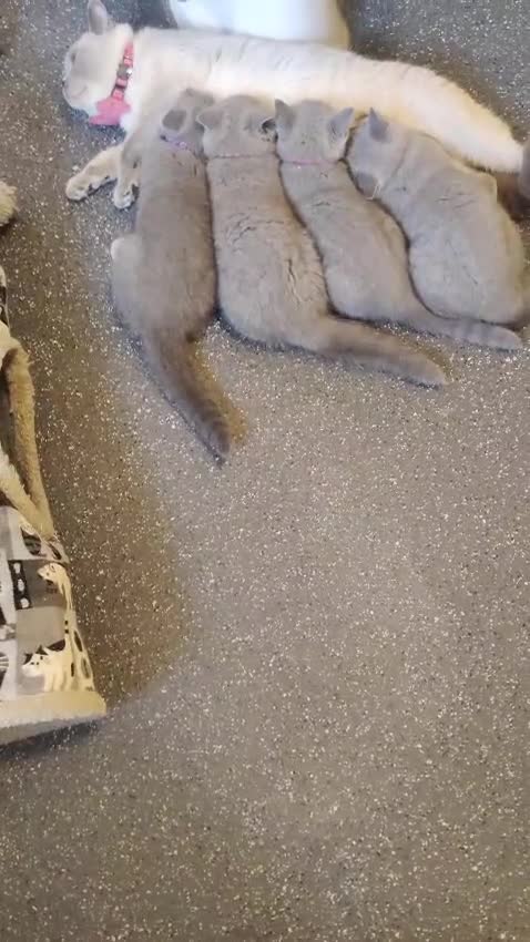British Shorthair cats for sale: WOW🔥CH🏆SIRED❤️‍🔥GCCF REG KITTEN in Dudley - Video 1
