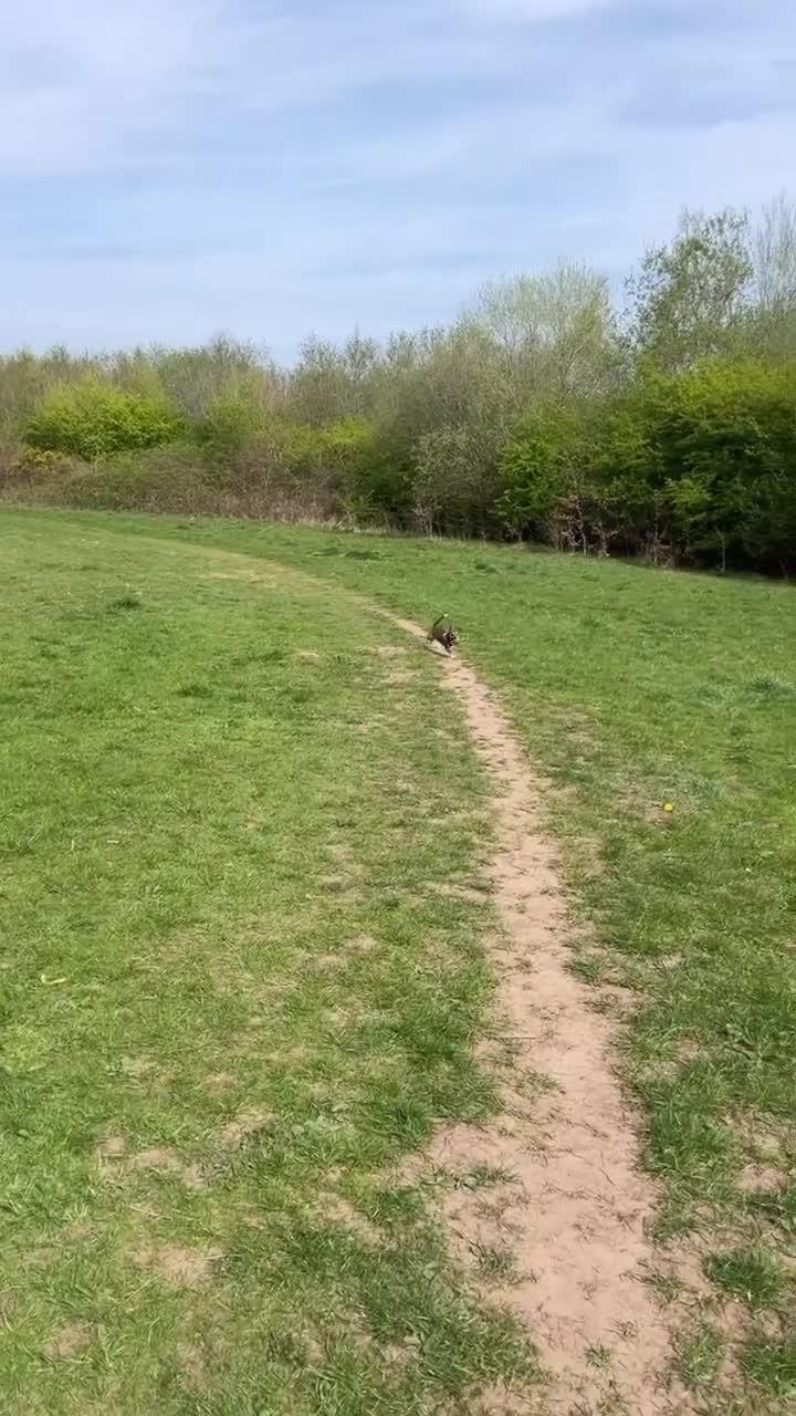 Mixed Breed dogs for sale: Beautiful Girl Bambi - Video 1