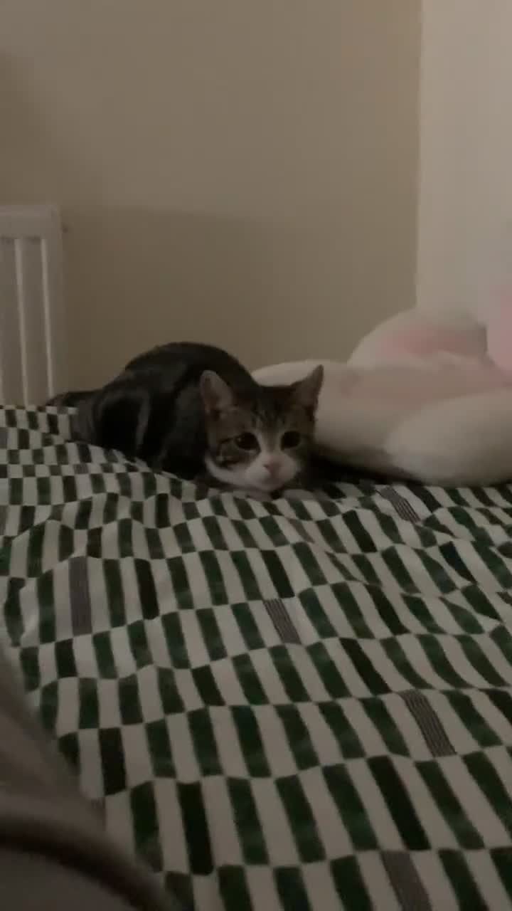 American Shorthair cats for sale: 4 months old grey and black cat  - Video 1