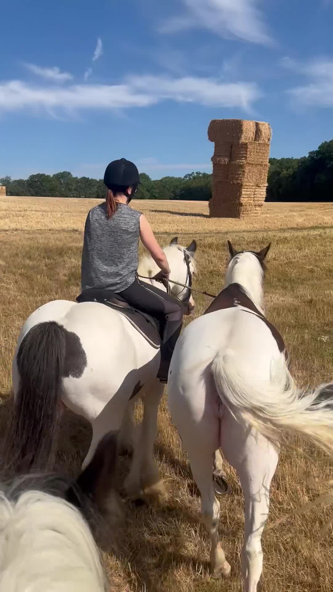 Irish Cob horses for sale: Ride & drive heavy cob  - Video 2