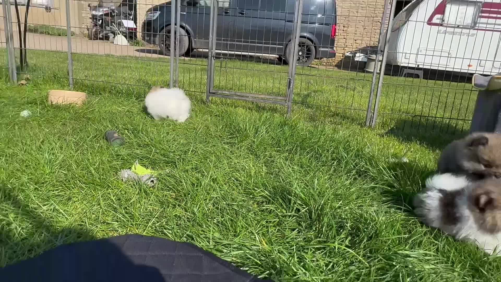 Pomeranian dogs for sale: BEAUTIFUL POMERANIAN GIRLS AVAILABLE  - Video 3