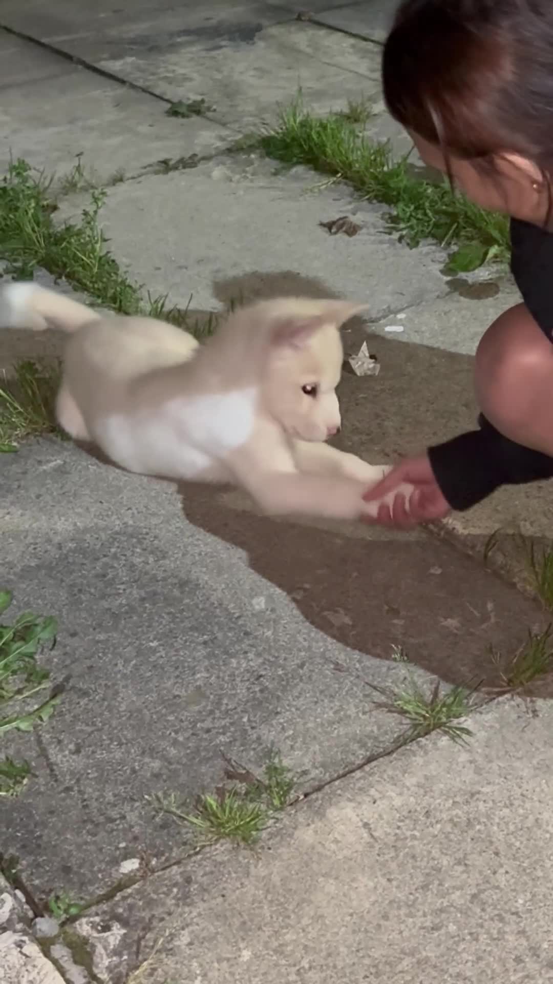 Huskita dogs for sale: Husky mixed japanese akita - Video 1