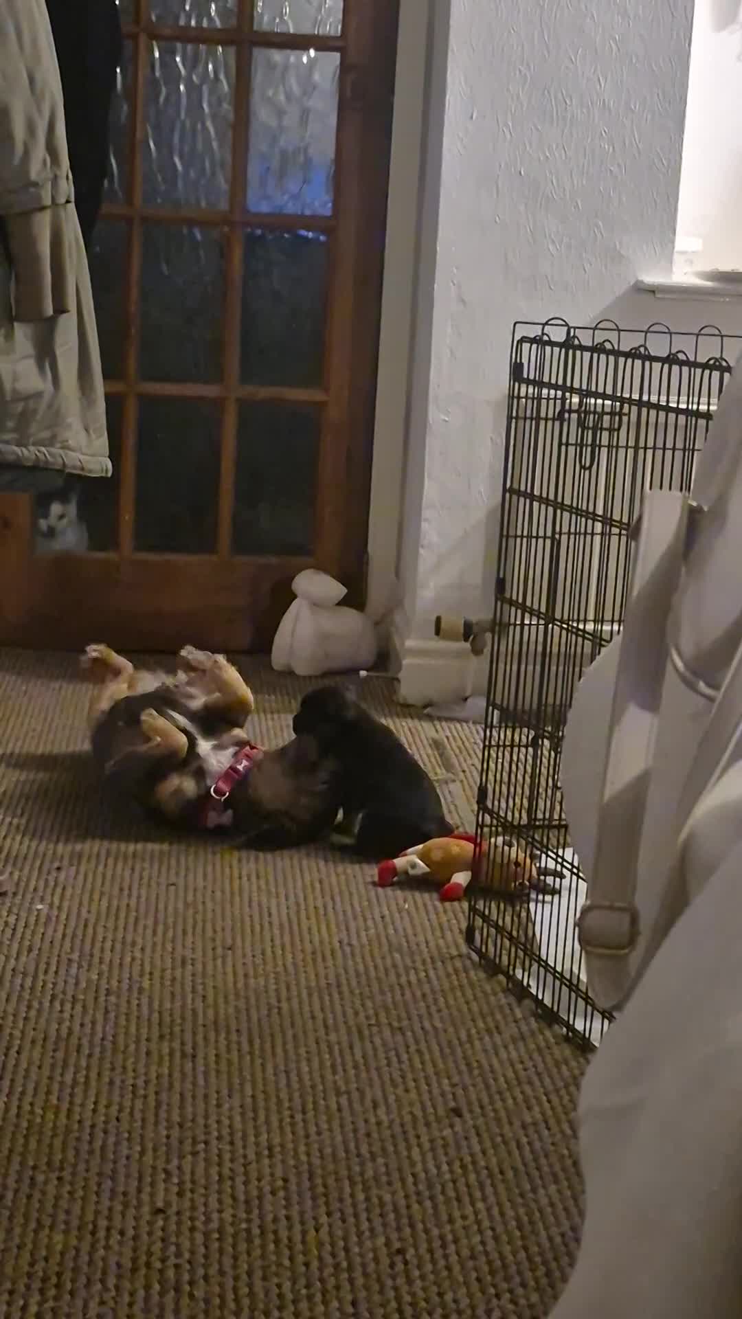 French Bulldog dogs for sale: French Bulldog Puppy For Sale  - Video 1