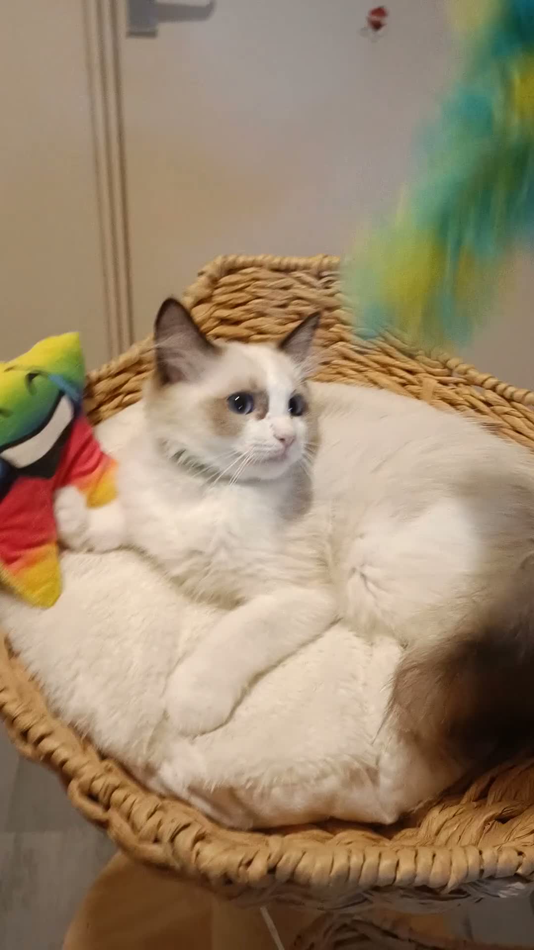 Ragdoll cats for sale: Ready active kittens Champion status Dad - Video 2