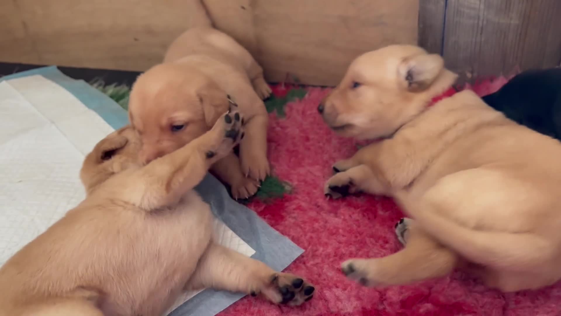 Labrador Retriever dogs for sale: 🐾Beautiful Labrador Puppies - 1 LEFT 🐾  - Video 1